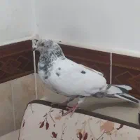 کبوتر پرشی|پرنده|خرمشهر, |دیوار