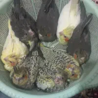 جوجه عروس سرلاکی سر همی