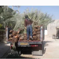 پاجوش دمیت (نخل خرما نهال