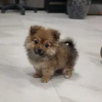 واگذاری پامر