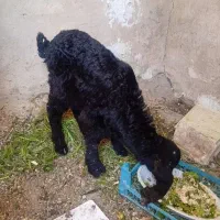 بزغاله پاکستانی