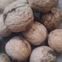 گردو درجه یک سوغات خلخال (همه چی در توضیحات))|خوردنی و آشامیدنی|خلخال, |دیوار