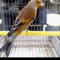 سهره قناری لر خون