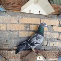 عراق گرفتنی