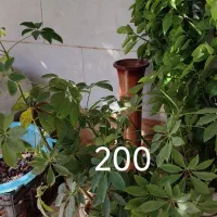 انواع گل بزرگ کوچیک|گل و گیاه طبیعی|کاشمر, |دیوار