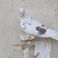 پلاکی و دورگ