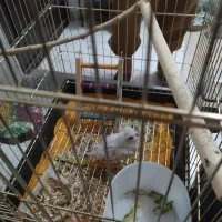 جوجه لوتینو نر|پرنده|جم, |دیوار