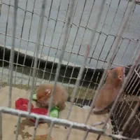 سلام دوعددهمسترفروشی