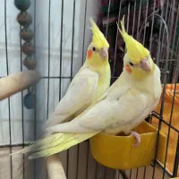 عروس هلندی لوتینو