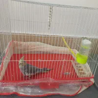 عروس هلندی نر با قفس