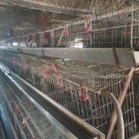 مرغ داری تخم گذار|اجارهٔ دفتر صنعتی، کشاورزی، تجاری|دشتابی, |دیوار