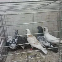 کفتر به شرط