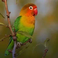 تعداد ۲۰ عدد کوتوله برزیلی که اکثرشون جفت هستن