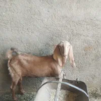 غوریت پاکستانی