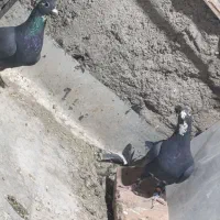 کبوتر  پلنگ فقط معامعله با زاغ دم سفید