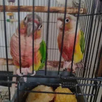 گرینچیک و عروس|پرنده|ساری, |دیوار