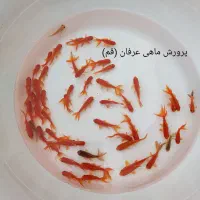 ماهی قرمزعید|ماهی|قم, تعویض پلاک|دیوار