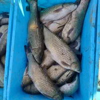 خوراک ماهی فرادانه