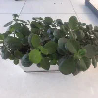 گل طبیعی پر و سرحال