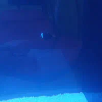 ماهی آب شور