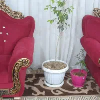 مبل شزلون|مبلمان خانگی و میز عسلی|صدرا-فارس, فاز ۲|دیوار