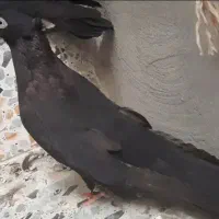 سیاه واکسی|پرنده|مسجد سلیمان, |دیوار