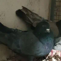 کبوتر پر