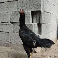 مرغ لاری ۱۲ عدد