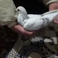 نر پلاکی عطیقه|پرنده|بروجرد, |دیوار