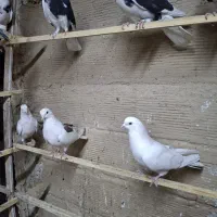 کفتر پرشی شازده و هما.طوقی|پرنده|ری, حمزه‌آباد|دیوار