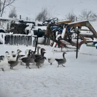 غاز محلی|حیوانات مزرعه|میاندوآب, |دیوار