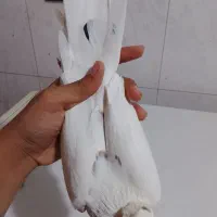 سلام کبوتر رنگی