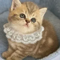 بریتیش شورت هیر