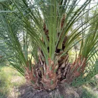 پاجوشستان برحی بصراوی و حاج باقری