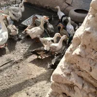 بوقلمون و اردک فروشی|حیوانات مزرعه|زابل, |دیوار