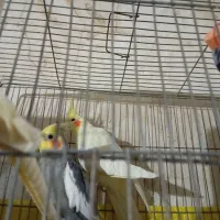 یک جفت عروس هلندی سخنگو و دستی