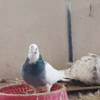 کبوتر|پرنده|فسا, |دیوار