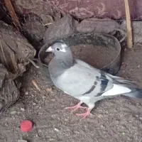 کفتر