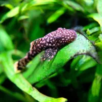 ماهی کت بوته ای تایگر آنجل کالر آکواریوم فروش کرج