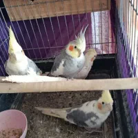 عروس هلندی|پرنده|گلستان (تهران), |دیوار