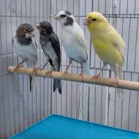 قناری ۲ عدد سفید توسی ۱عدد توسی ۱عدد طلایی لیمویی