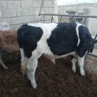 جوانه.گوساله.تلیسه|حیوانات مزرعه|تربت جام, میان جام|دیوار