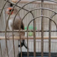 سره ماده|پرنده|تهران, اسکندری|دیوار