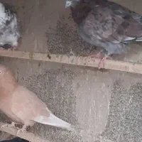 کفترزرد(فاروغ خان ف ن)|پرنده|تهران, امام زاده عبدالله|دیوار