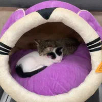 جای خواب پت