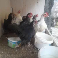 جوجه چاپنیز|حیوانات مزرعه|تبریز, |دیوار