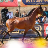 کشش سیلمی دوسر وارداتی