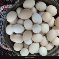 تخم مرغ محلی