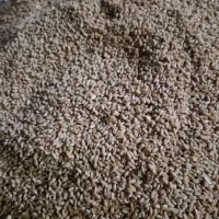 فروش گندم سارنگ درجه یک