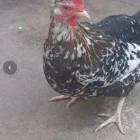 مرغ محلی درباغملک